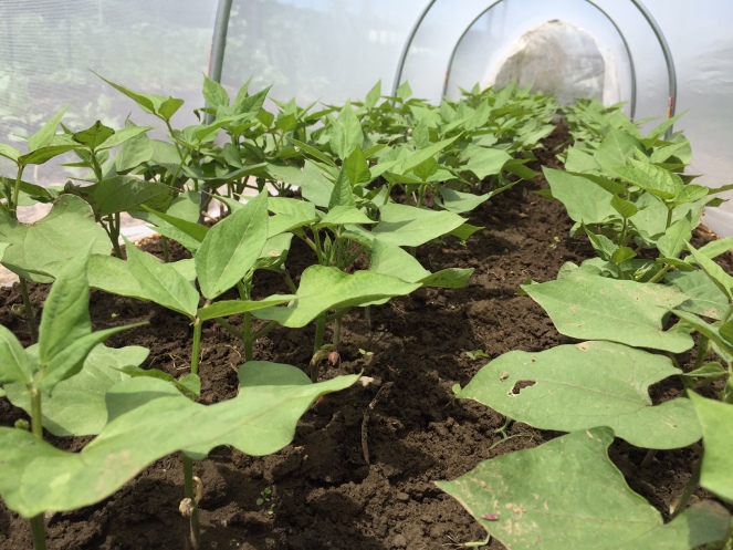 Inside one of the bean tunnels: all is looking good! Photo Credit: Diane Garey