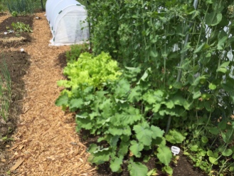 Eat-All Greens thrive in the bit of shade offered by trellised peas. Photo Credit: Diane Garey