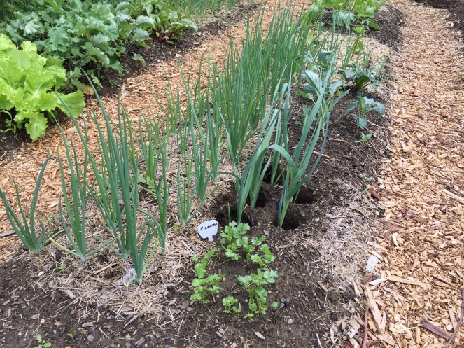 A quick crop of cilantro fills in an empty space among the storage onions and leeks. Photo Credit: Diane Garey