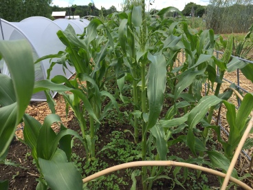 Papa's White flour corn, showing the under sown cover crop of sweet clover. Photo Credit: Diane Garey