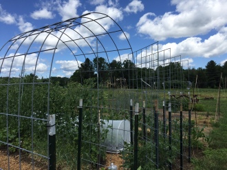 Trellises, full of hope as winter squash and tomatoes show signs of being ready to climb. Photo Credit: Diane Garey