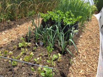 The spinach bed has just had it's last harvest, and will be quickly prepared for a new planting of winter storage carrots. Photo Credit: Diane Garey