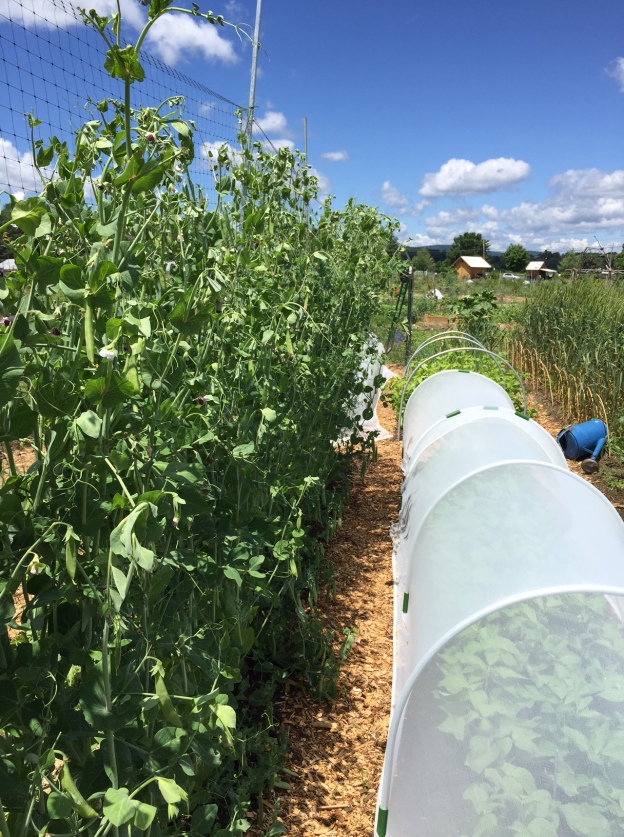 The "Little Easy Bean Project:" We're participating in a program to preserve rare beans. The low tunnel provides insect protection to ensure the precious seeds reach maturity so they can be deposited back in the seed bank in the Fall. Photo Credit: Diane Garey