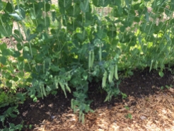 The first shelling peas, ready to pick. Photo Credit: Diane Garey