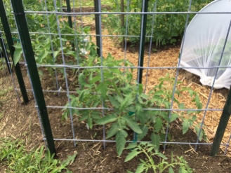 Black Plum tomatoes are our most prolific variety. They are growing upward on the trellis and starting to blossom. Photo Credit: Diane Garey
