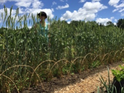 Our photographer, Diane, stands behind the White Sonoran wheat to show how tall it is. It now rustles in the afternoon breezes. Photo Credit: Diane Garey